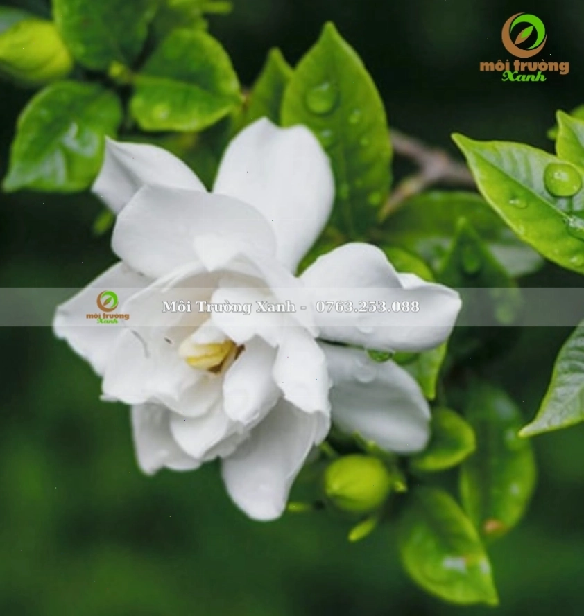 Cây bạch thiên hương trang trí sân vườn