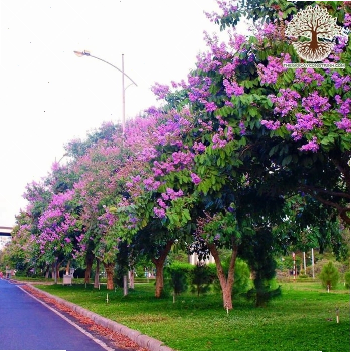 Cây bằng lăng tím giống