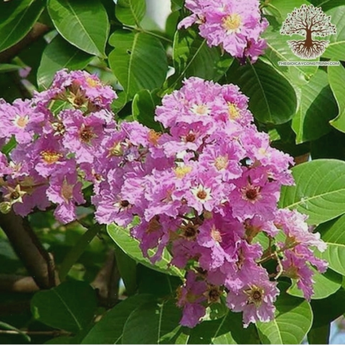 Cây bằng lăng tím tại công viên