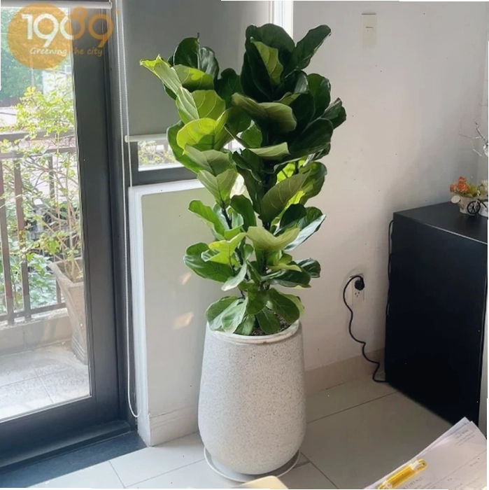 Cây Bàng Singapore với tán lá rộng, tạo bóng mát và vẻ đẹp ấn tượng