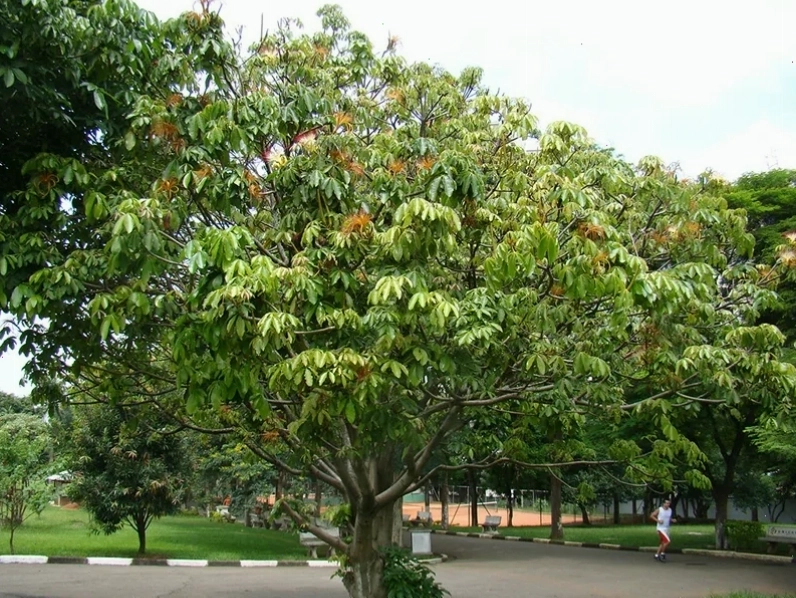 Cây bàng với thân gỗ lớn