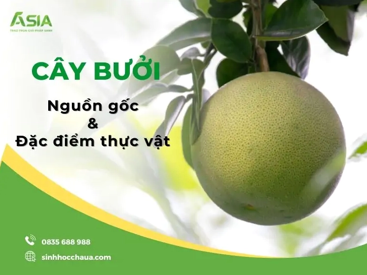 Cây Bưởi: Đặc điểm, công dụng và vẻ đẹp của giống cây ăn trái Việt Nam