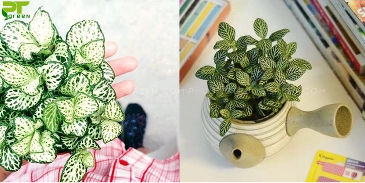 Cây cẩm nhung được trang trí trên bàn làm việc, thể hiện ý nghĩa may mắn và tài lộc