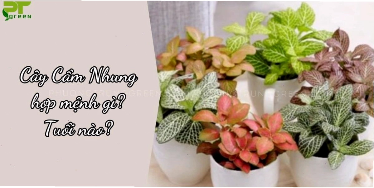 Cây cẩm nhung hợp mệnh gì và tuổi nào theo quan niệm phong thủy