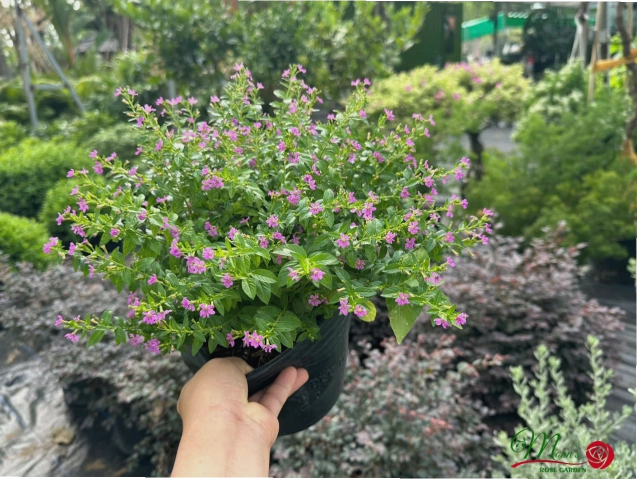 Cây Cẩm Tú Mai với những chùm hoa màu tím rực rỡ khoe sắc