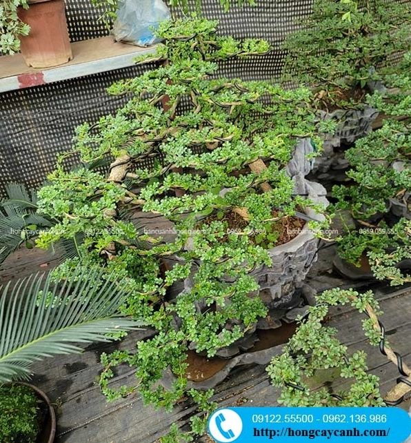 Cây Cần Thăng: Vẻ Đẹp Bonsai và Ý Nghĩa Phong Thủy Sâu Sắc