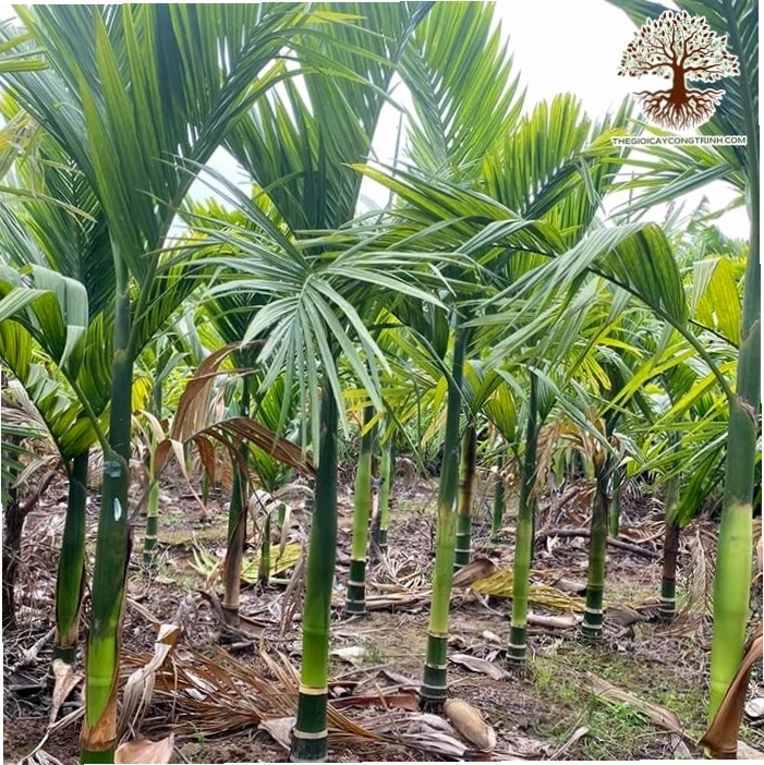 Cây cau ăn quả giống