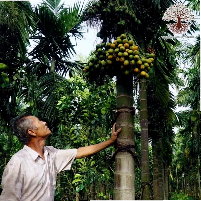 Cây cau ta