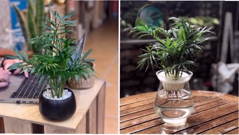Cây cau tiểu trâm với thân mảnh mai và tán lá xòe rộng, tượng trưng cho sự phát triển và thịnh vượng