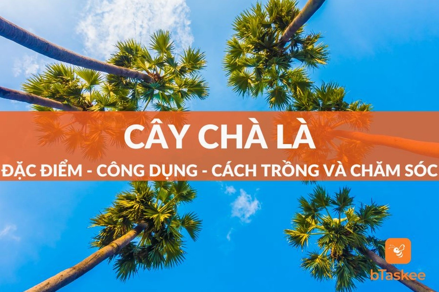Cây Chà Là Barhee trái vàng giá trị kinh tế cao