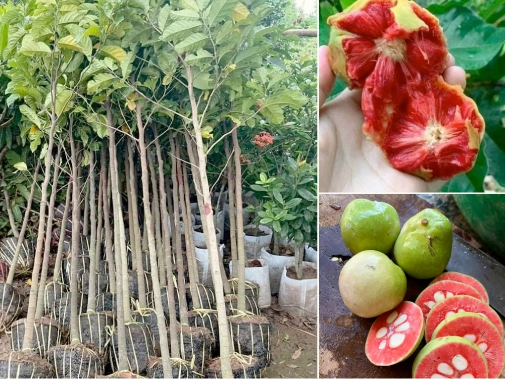 Cây chay giống tại khu vườn xanh, sẵn sàng cung cấp cho người trồng