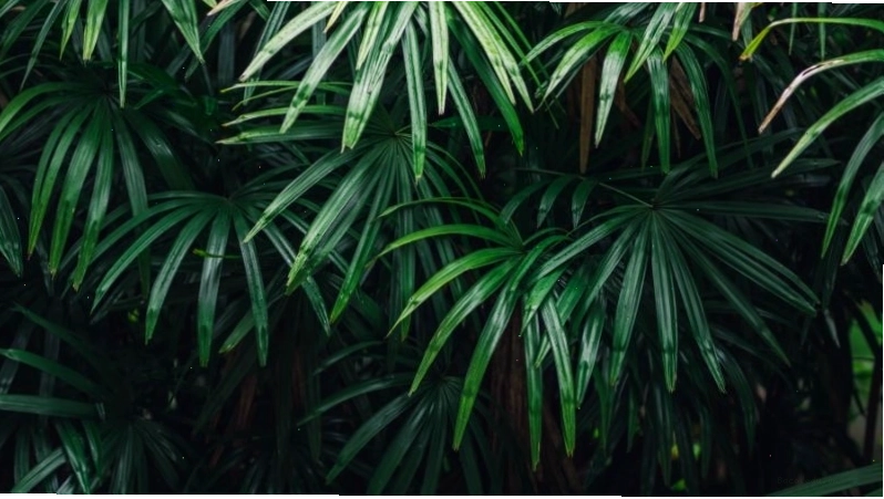 Cây cọ có tên khoa học là Rhapis Excelsa