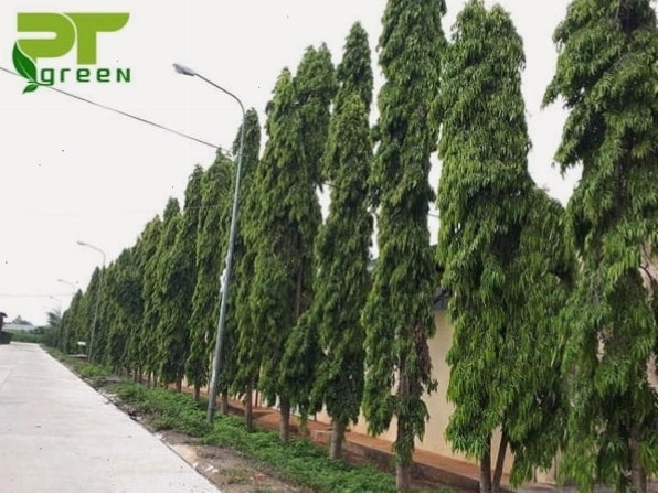 Cây công trình hoàng nam giá rẻ