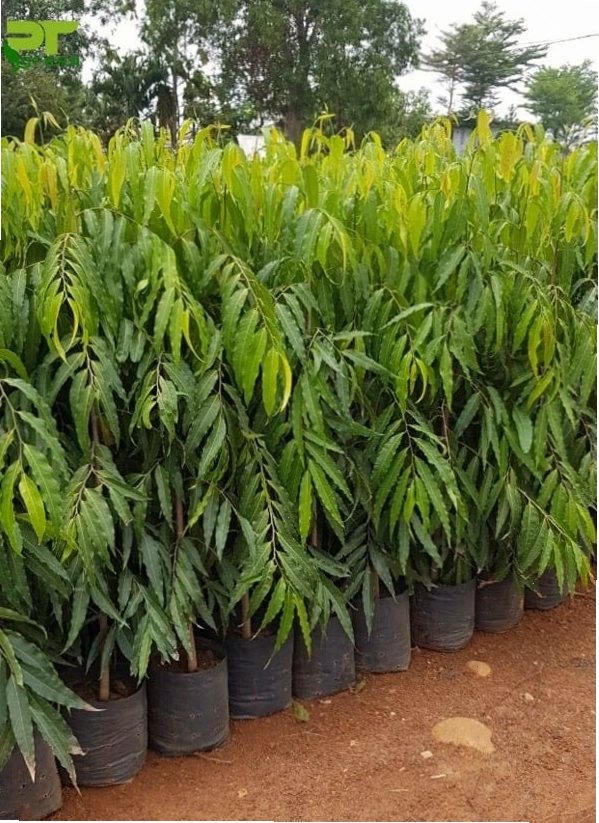 Cây công trình hoàng nam giá rẻ