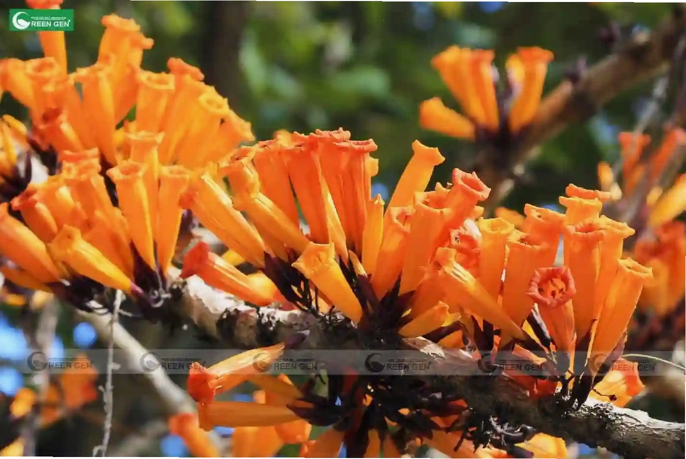 Cây Đại Khải với vẻ đẹp độc đáo