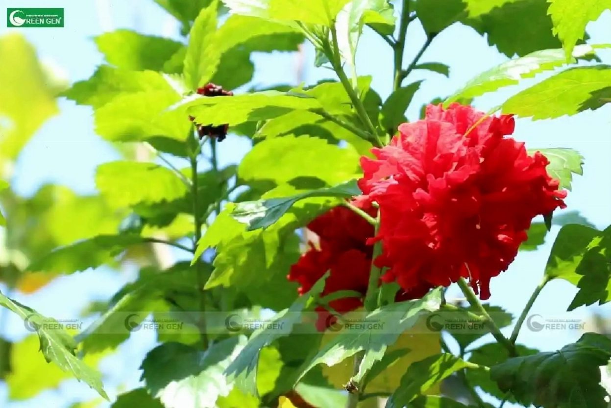 Cây Dâm Bụt Đỏ Kép với sắc đỏ nồng nàn