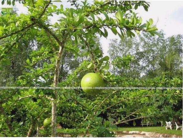 Cây đào tiên có thể trồng ở nhiều vị trí khác nhau