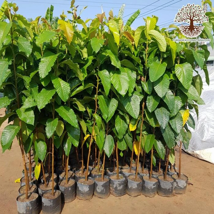 Cây Dầu Rái Bóng Mát Giá Trị Cao