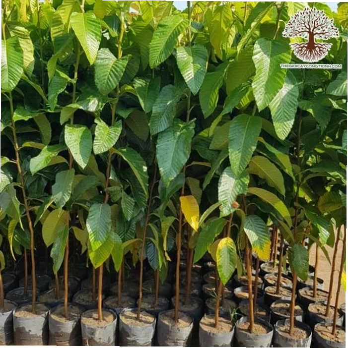 Cây Dầu Rái đang trong giai đoạn phát triển thân gỗ