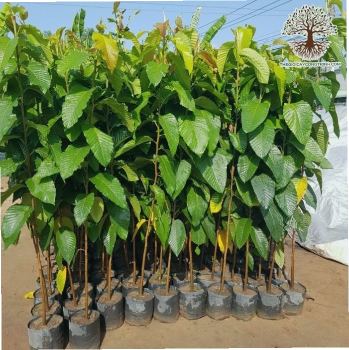 Cây Dầu Rái giống đang phát triển trong vườn ươm