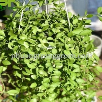 Cây Đô La Hợp Mệnh Gì Ý Nghĩa Phong Thủy Và Cách Chăm Sóc Chi Tiết