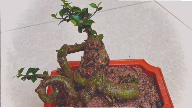 Cây duối bonsai nhỏ nhắn với dáng uốn đẹp mắt