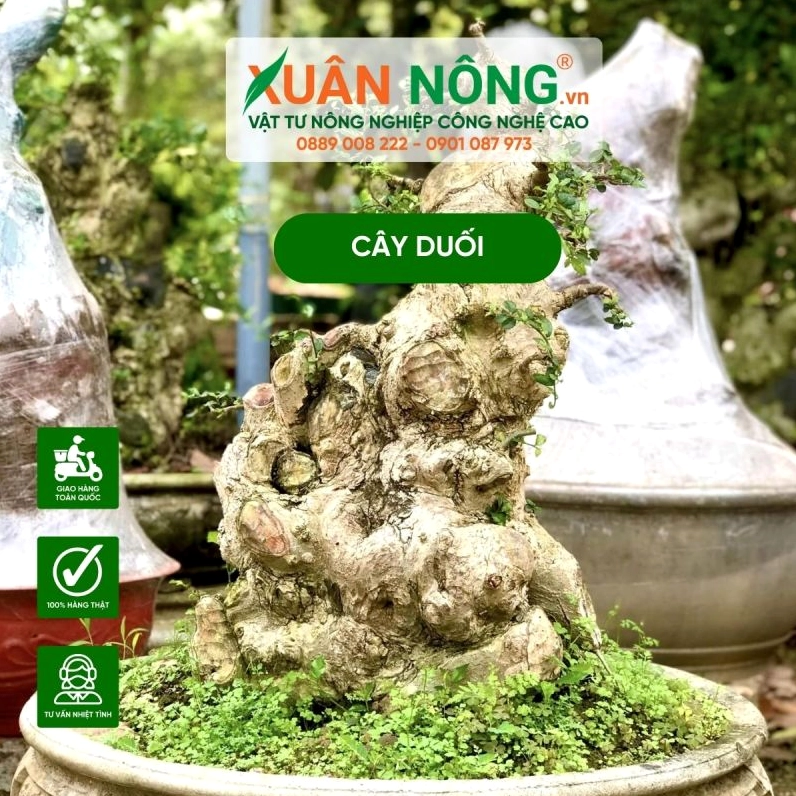 Cây duối cảnh vua của các loại cây và ý nghĩa phong thủy