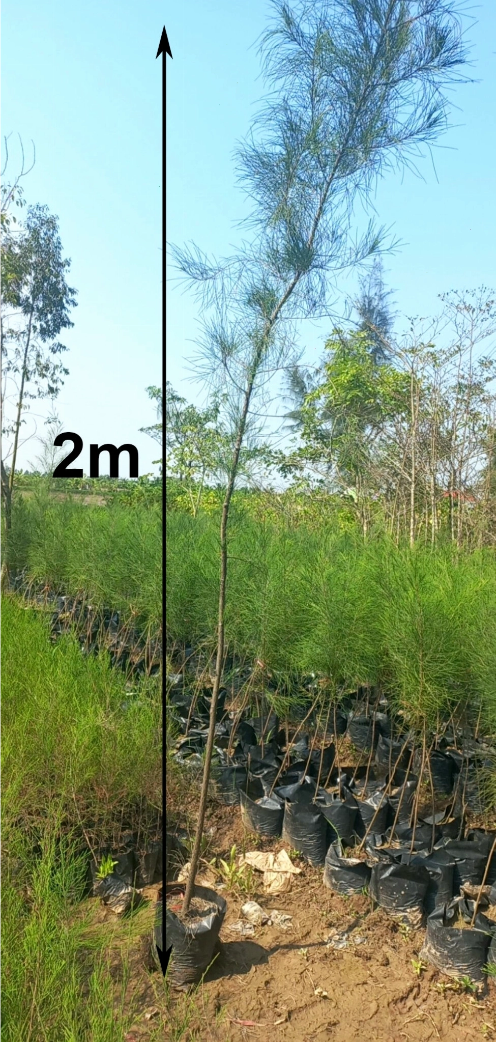 Cây dương liễu trong không gian xanh