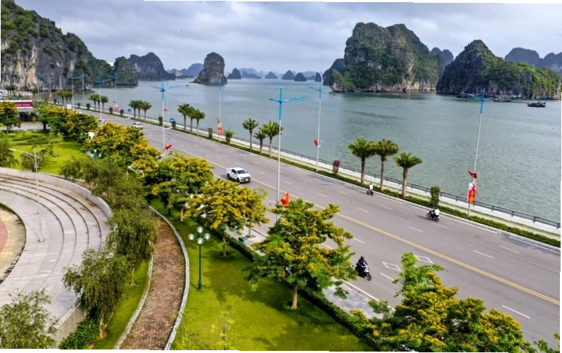 Cây giáng hương được trồng dọc theo các tuyến đường phố