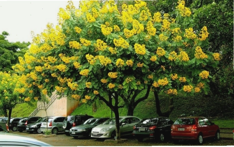 Cây giáng hương nở rộ một góc phố tạo nên cảnh sắc ấn tượng