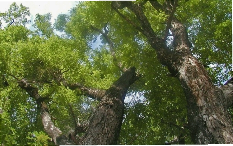 Cây giáng hương trưởng thành với tán lá rộng