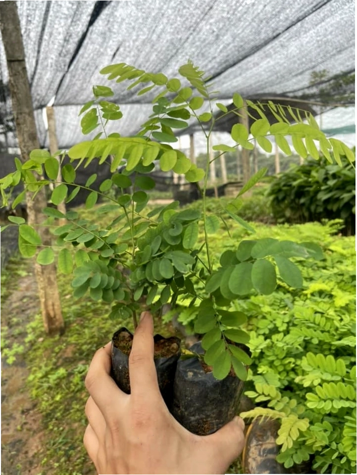 Cây giống cẩm lai con khỏe mạnh sẵn sàng cho việc trồng mới