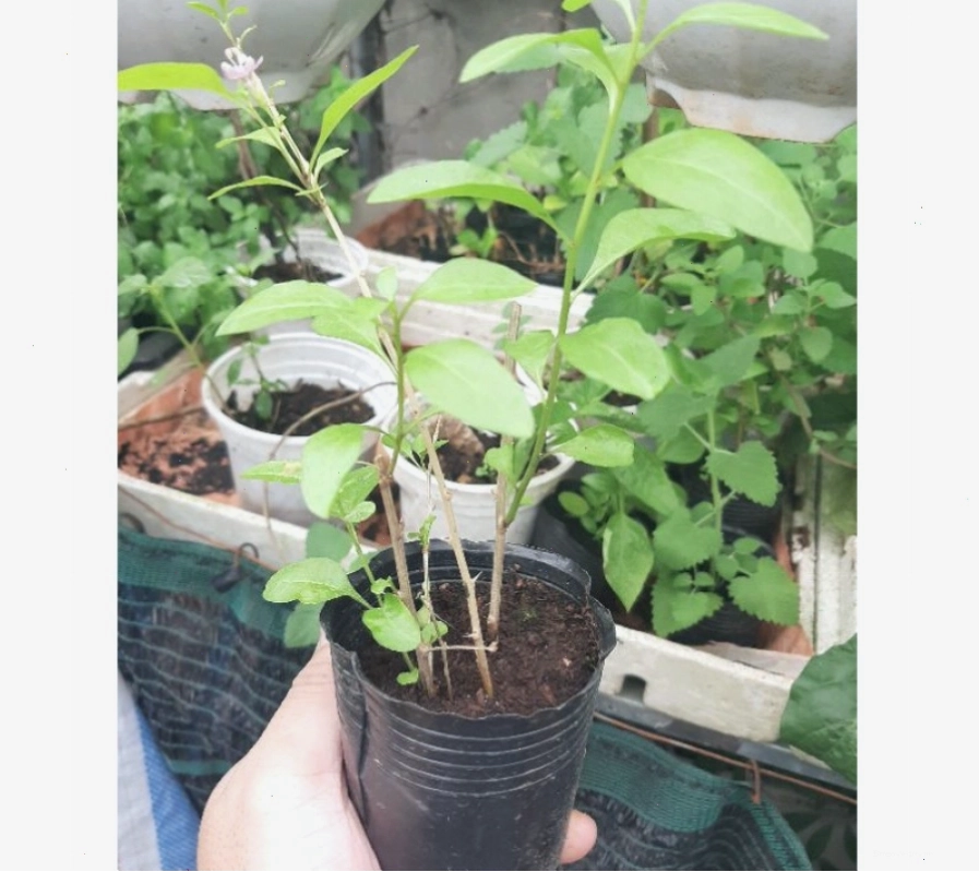 Cây giống kỷ tử với thân và lá đặc trưng