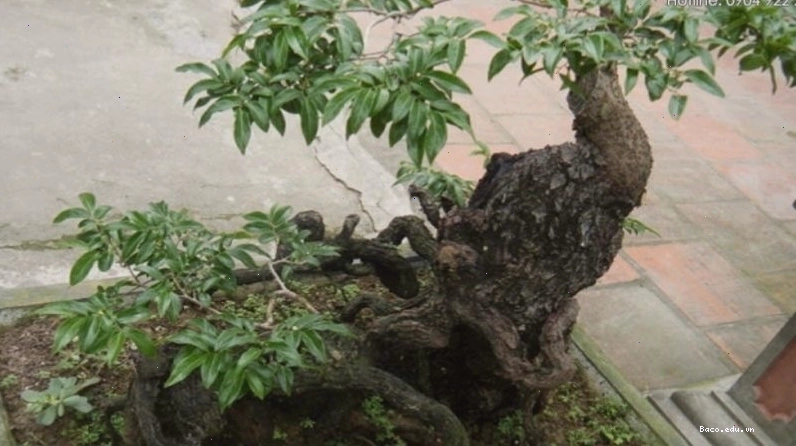 Cây gỗ cẩm lai thuộc họ đậu, phân bố chủ yếu tại các khu vực Tây Nguyên, Nam Bộ hoặc được nhập khẩu từ các nước Nam Phi, Lào, Campuchia