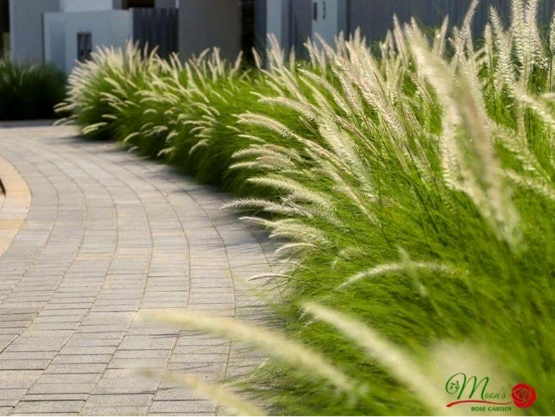 Cây hoa cỏ lau với thân và lá đặc trưng
