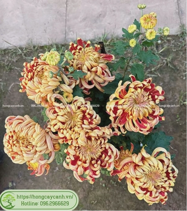Cây hoa cúc đại đóa với bông hoa to màu cam rực rỡ