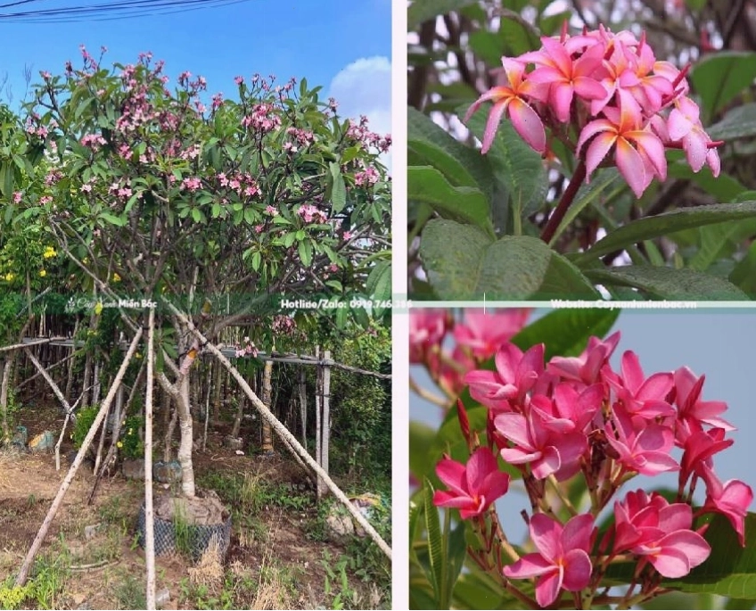 Cây hoa đại với những bông hoa màu hồng dịu dàng