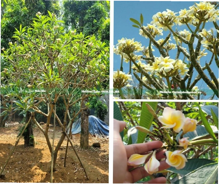 Cây hoa đại với những bông hoa trắng tinh khôi