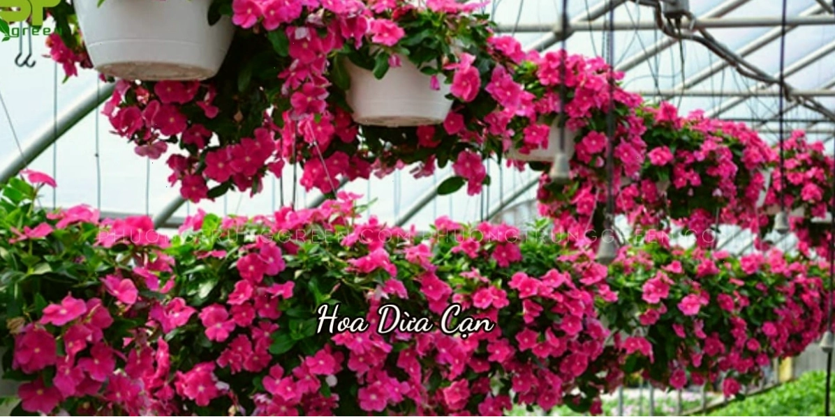 Cây hoa dừa cạn với những bông hoa màu hồng rực rỡ