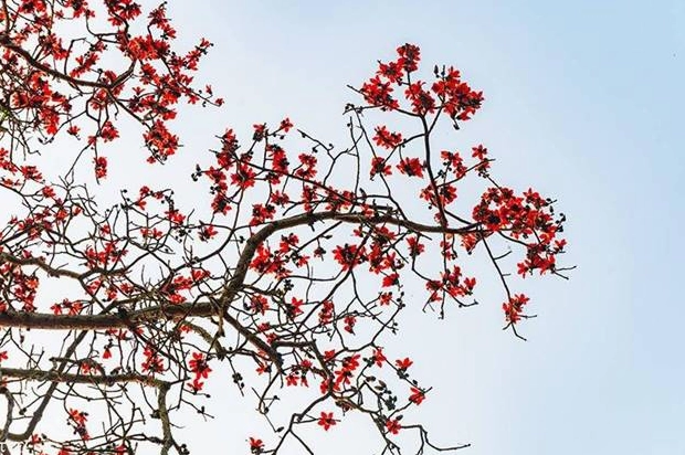 Cây hoa gạo đỏ rực rỡ: Vẻ đẹp say đắm lòng người và ý nghĩa văn hóa