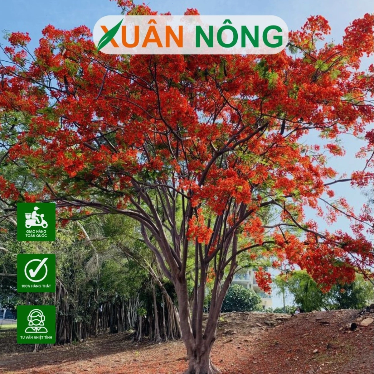 Cây hoa gạo với thân cây xù xì và tán lá xanh mướt