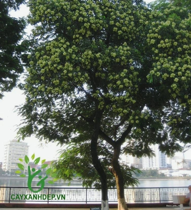 Cây hoa sữa tạo bóng mát