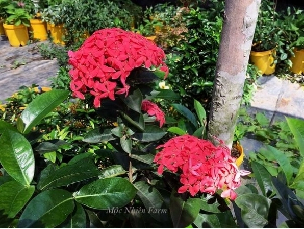 Cây hoa trang hồng cổ thụ