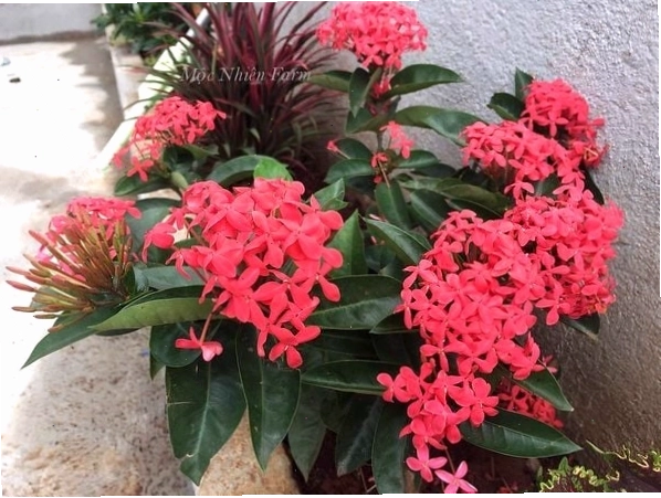 Cây hoa trang sai hoa