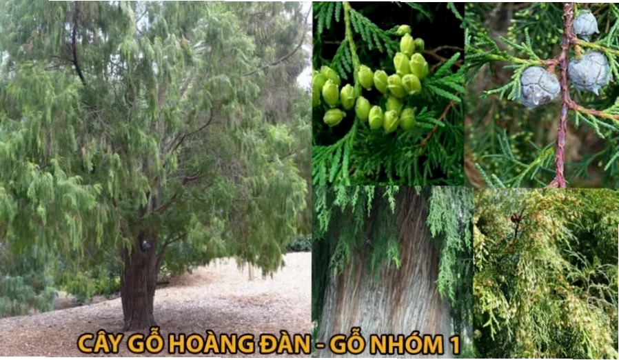 Cây hoàng đàn với thân gỗ quý hiếm