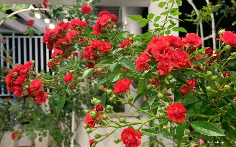 Cây hồng leo Red fairy