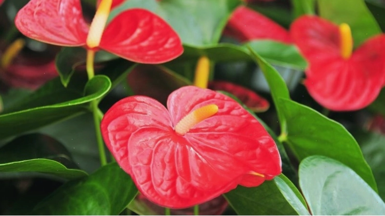 Cây hồng môn với hoa đang nở rộ