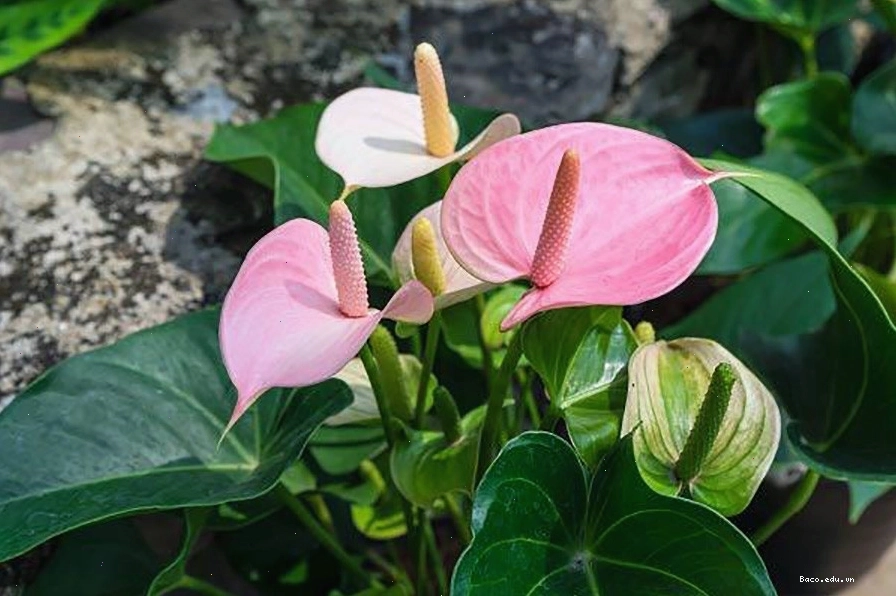 Cây hồng môn với hoa màu hồng rực rỡ