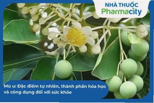 Cây húng chanh