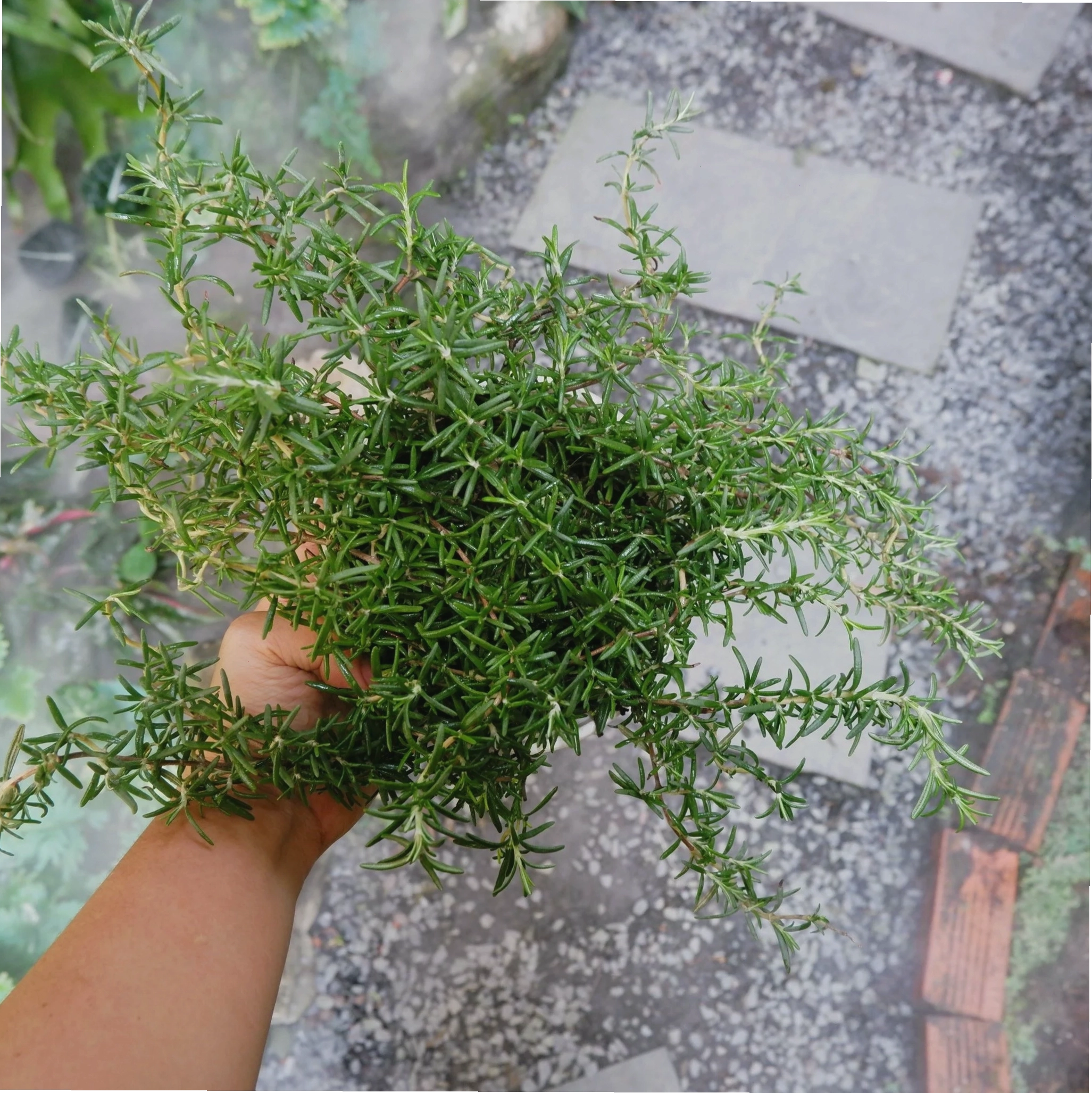 Cây hương thảo với lá xanh mướt và mùi thơm dễ chịu